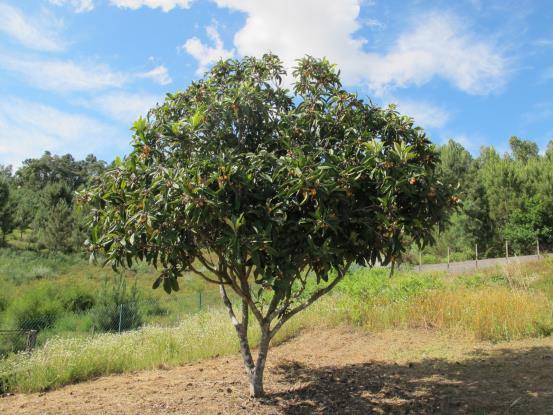 Image No.20-Maison de 5 chambres à vendre à Figueiró dos Vinhos
