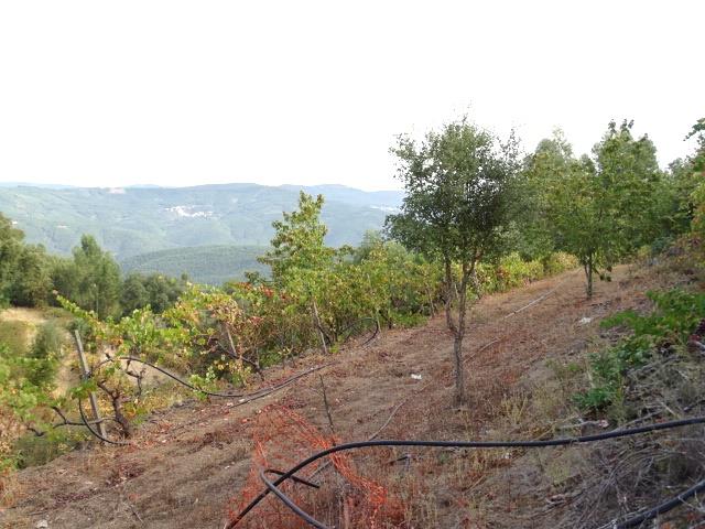 Image No.7-Propriété de pays de 3 chambres à vendre à Oleiros