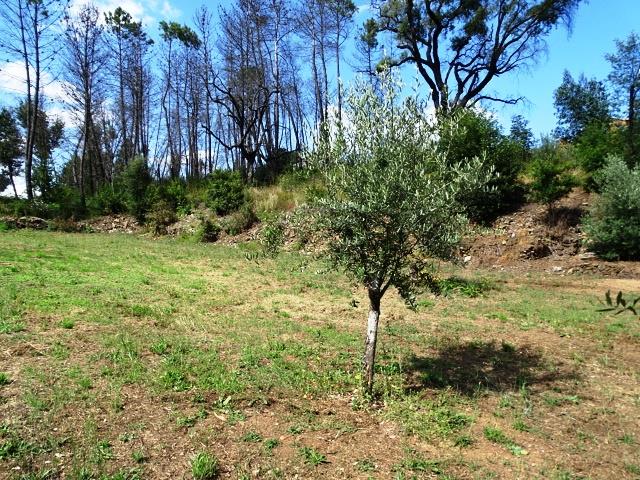 Image No.16-Propriété de 2 chambres à vendre à Pedrógão Grande