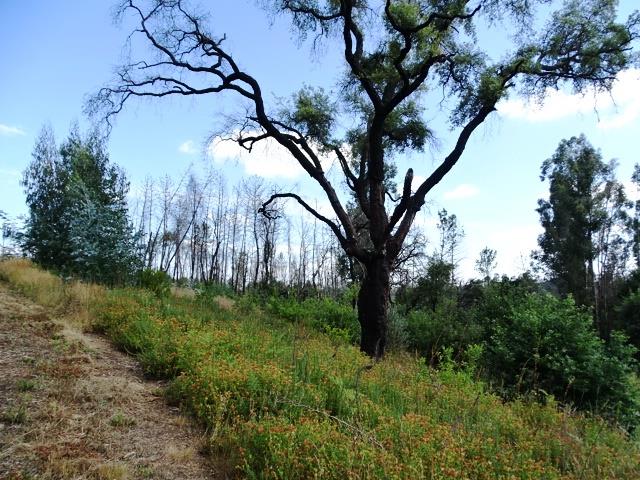 Image No.20-Propriété de 2 chambres à vendre à Pedrógão Grande