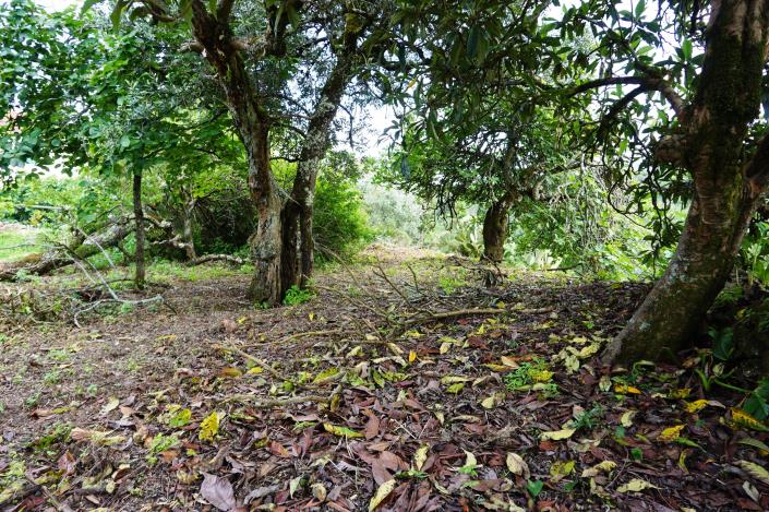 Image No.8-Chalet de 1 chambre à vendre à Condeixa-a-Nova