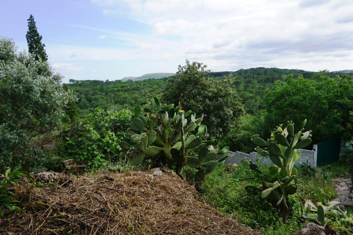 Image No.4-Chalet de 1 chambre à vendre à Condeixa-a-Nova