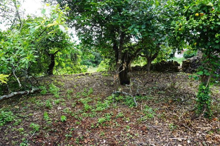 Image No.10-Chalet de 1 chambre à vendre à Condeixa-a-Nova