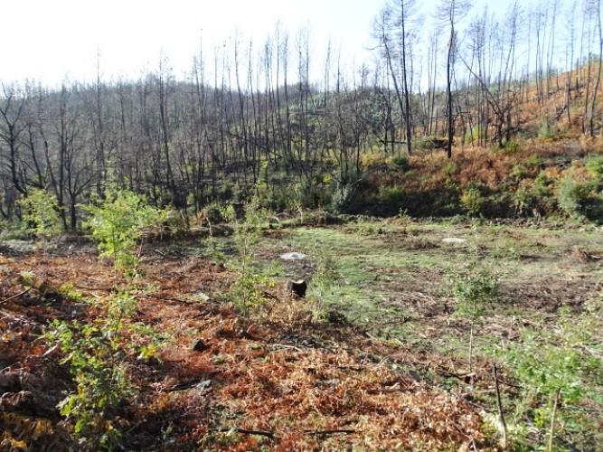 Image No.5-Terre à vendre à Pedrógão Grande