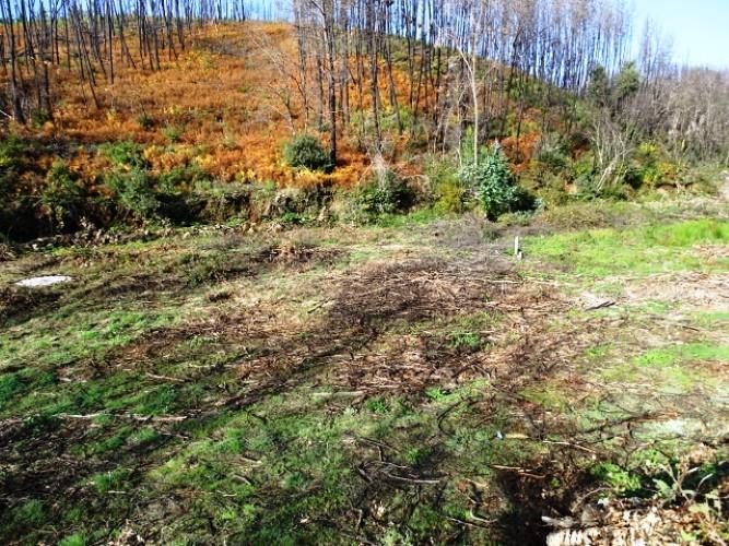 Image No.6-Terre à vendre à Pedrógão Grande