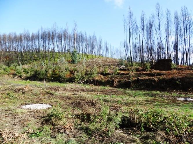 Image No.10-Terre à vendre à Pedrógão Grande