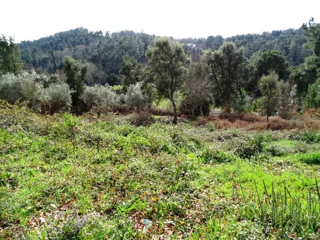 Image No.2-Terrain à vendre à Pedrógão Grande