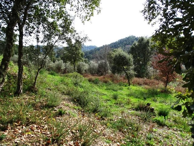 Image No.9-Terrain à vendre à Pedrógão Grande