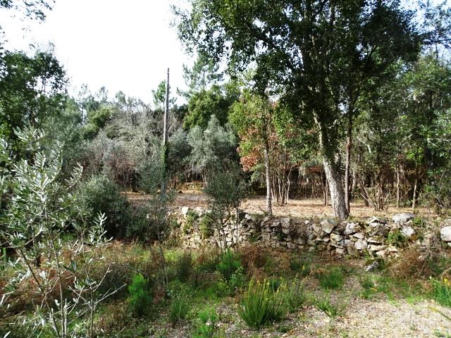 Image No.7-Terrain à vendre à Pedrógão Grande