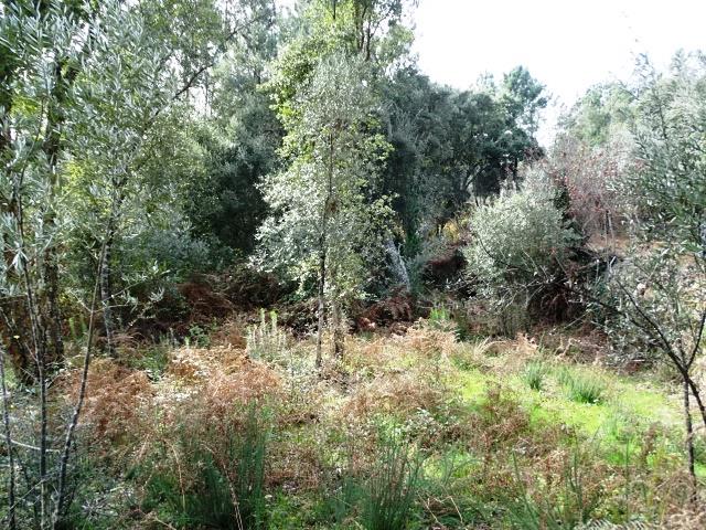 Image No.8-Terrain à vendre à Pedrógão Grande