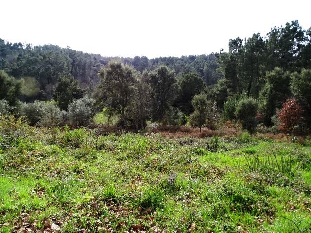 Image No.3-Terrain à vendre à Pedrógão Grande