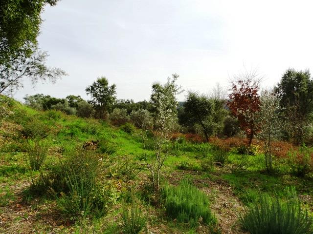 Image No.11-Terrain à vendre à Pedrógão Grande