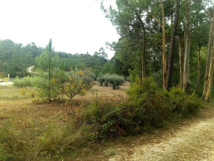 Image No.5-Terrain à vendre à Pombal