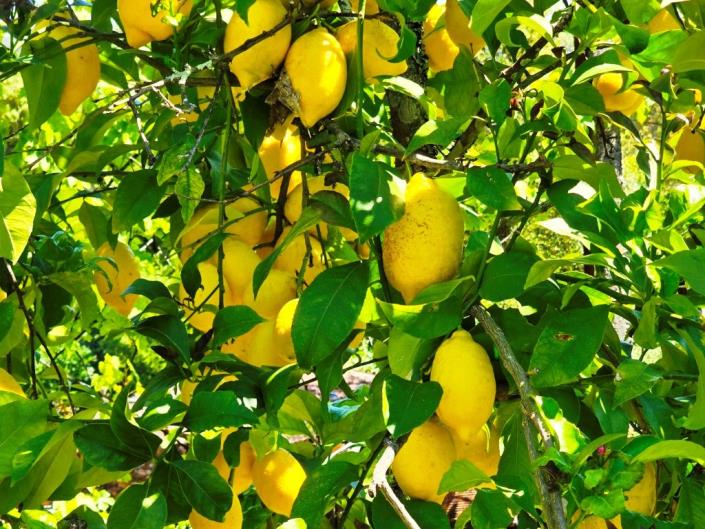 Image No.31-Maison de 2 chambres à vendre à Pedrógão Grande