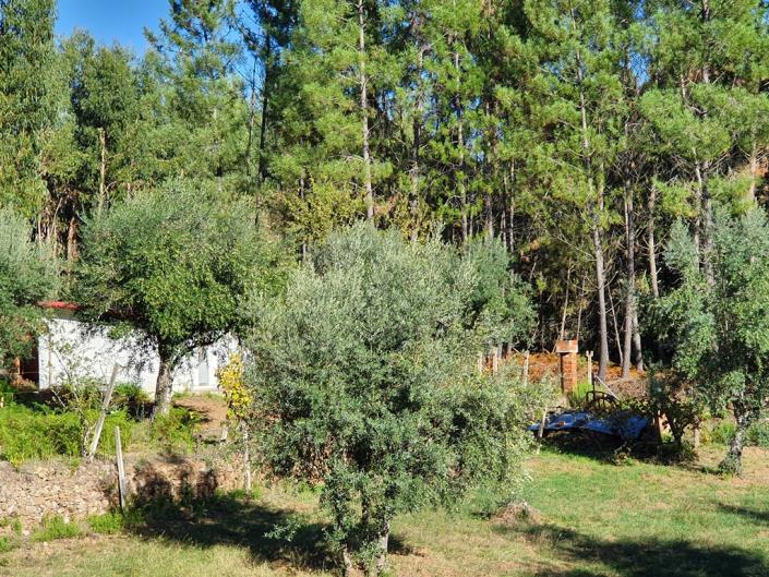 Image No.2-Terre de 1 chambre à vendre à Pedrógão Grande