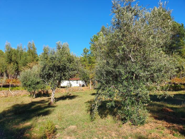 Image No.3-Terre de 1 chambre à vendre à Pedrógão Grande