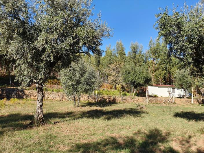 Image No.4-Terre de 1 chambre à vendre à Pedrógão Grande