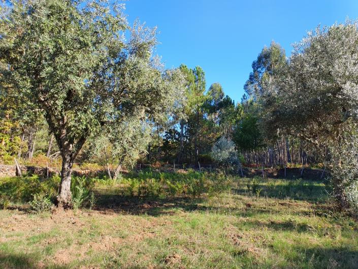 Image No.20-Terre de 1 chambre à vendre à Pedrógão Grande