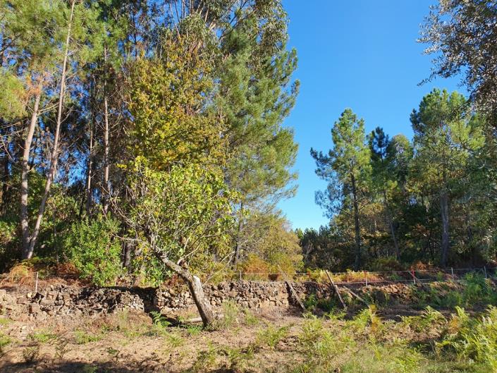 Image No.12-Terre de 1 chambre à vendre à Pedrógão Grande