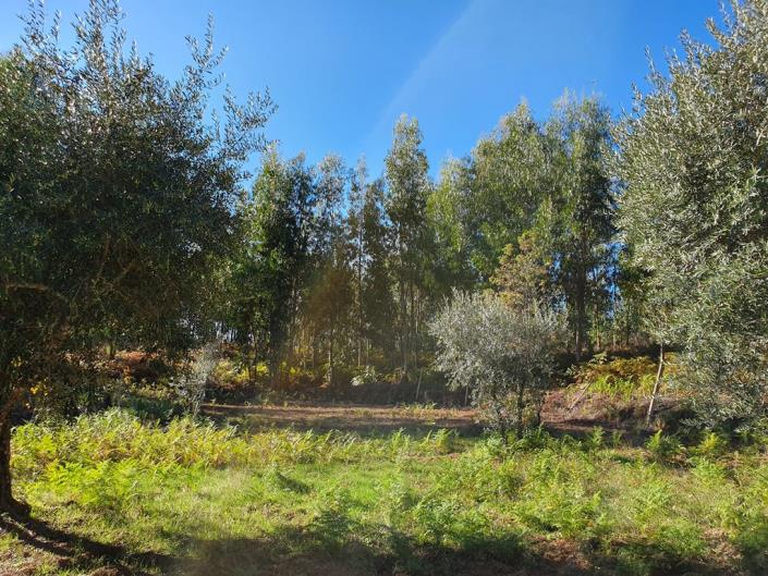 Image No.18-Terre de 1 chambre à vendre à Pedrógão Grande