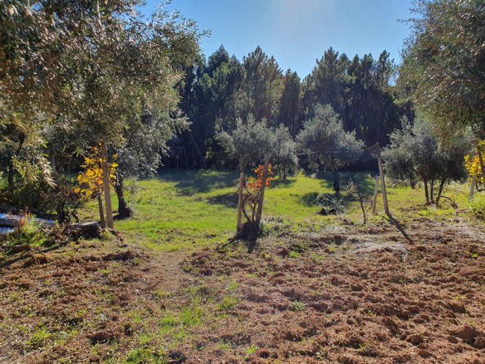 Image No.19-Terre de 1 chambre à vendre à Pedrógão Grande