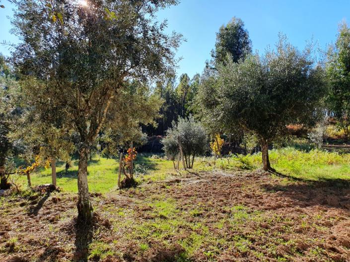 Image No.17-Terre de 1 chambre à vendre à Pedrógão Grande