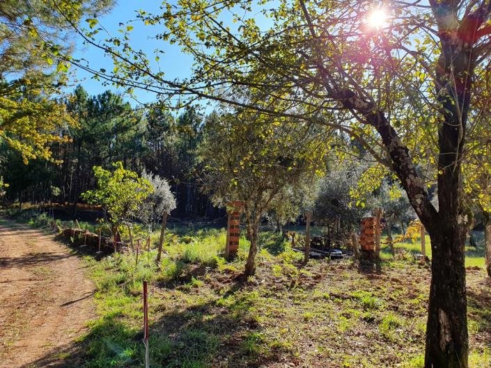 Image No.16-Terre de 1 chambre à vendre à Pedrógão Grande