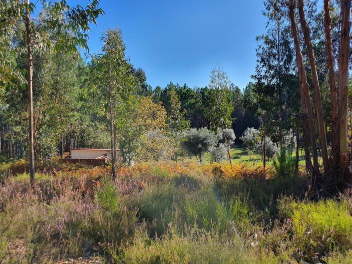 Image No.22-Terre de 1 chambre à vendre à Pedrógão Grande