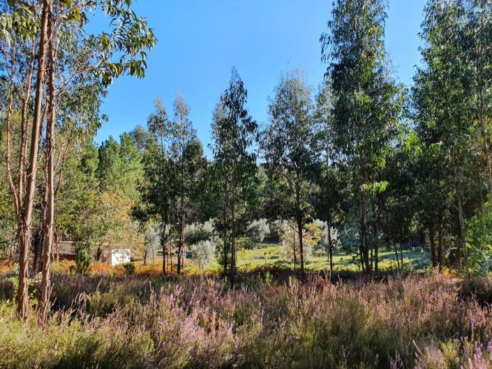 Image No.23-Terre de 1 chambre à vendre à Pedrógão Grande