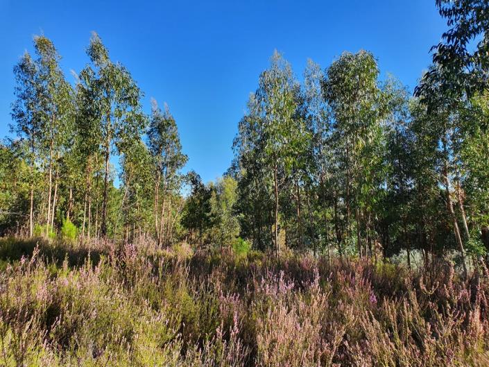 Image No.24-Terre de 1 chambre à vendre à Pedrógão Grande