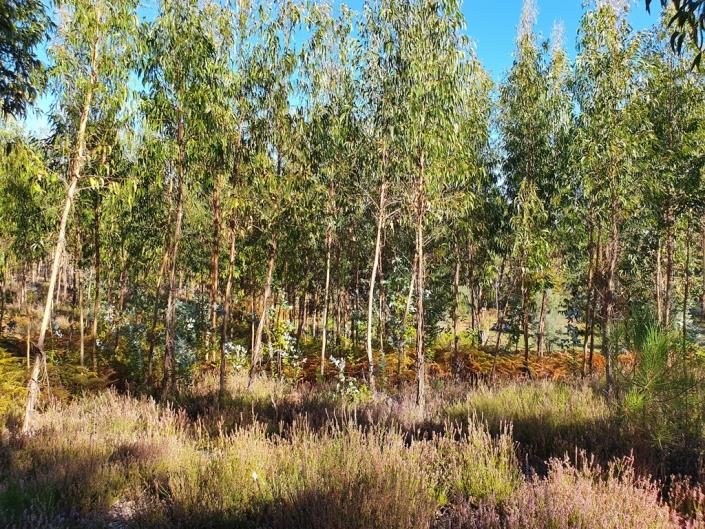 Image No.25-Terre de 1 chambre à vendre à Pedrógão Grande