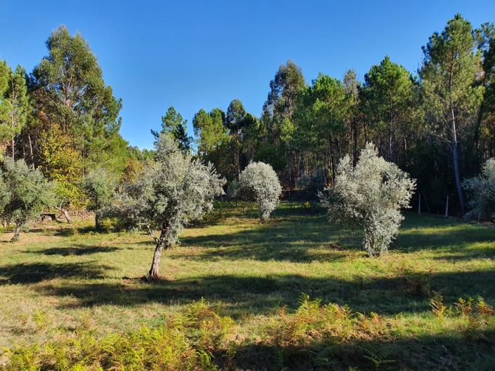 Image No.21-Terre de 1 chambre à vendre à Pedrógão Grande