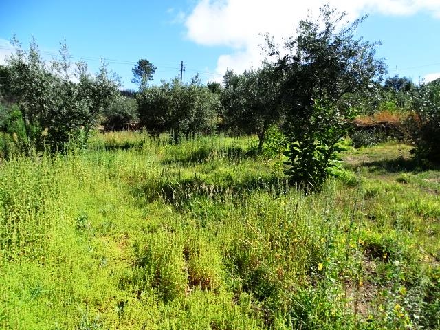 Image No.13-3 Bed Cottage for sale