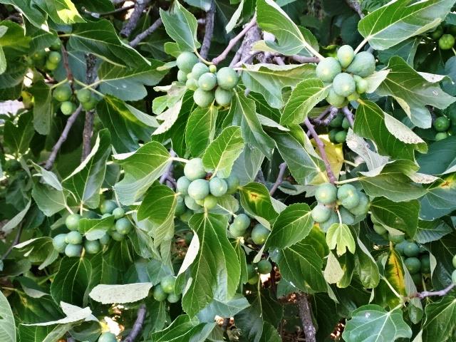 Image No.18-3 Bed Cottage for sale