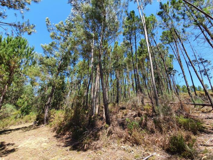 Image No.28-Ferme de 4 chambres à vendre à Álvares