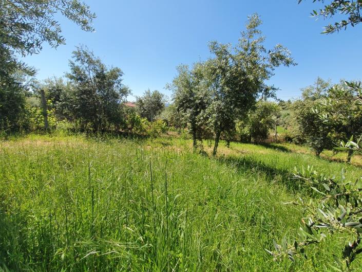 Image No.14-Terre de 1 chambre à vendre à Pedrógão Grande