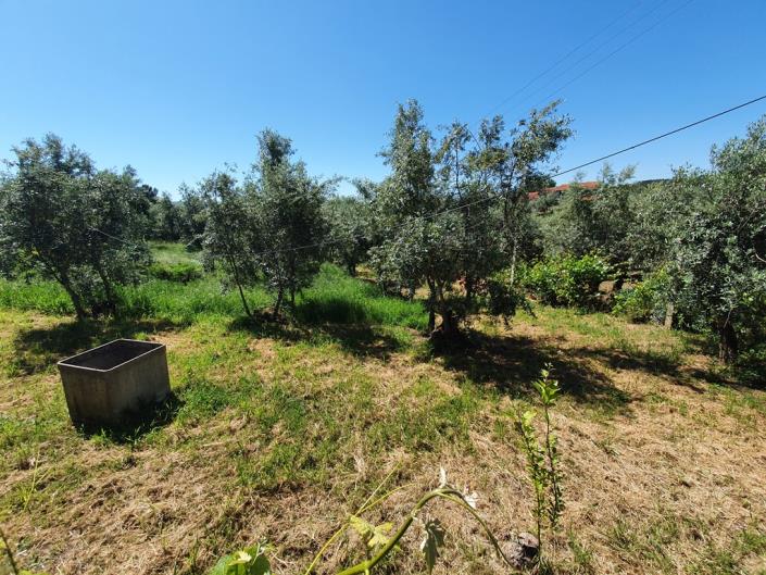 Image No.18-Terre de 1 chambre à vendre à Pedrógão Grande