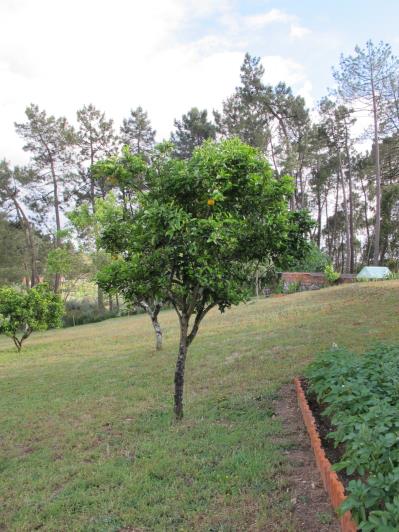Image No.28-Bungalow de 4 chambres à vendre à Ansião