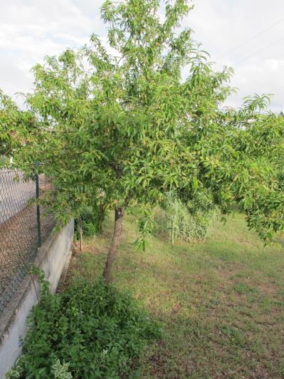 Image No.30-Bungalow de 4 chambres à vendre à Ansião