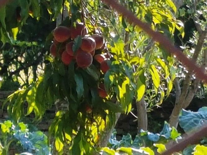 Image No.9-5 Bed Village House for sale