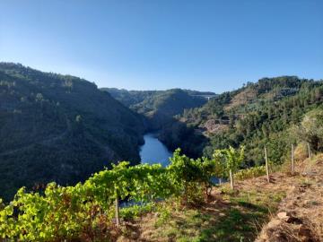 1 - Sertã, Terrain