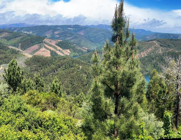 Image No.11-Maison de campagne à vendre à Oleiros