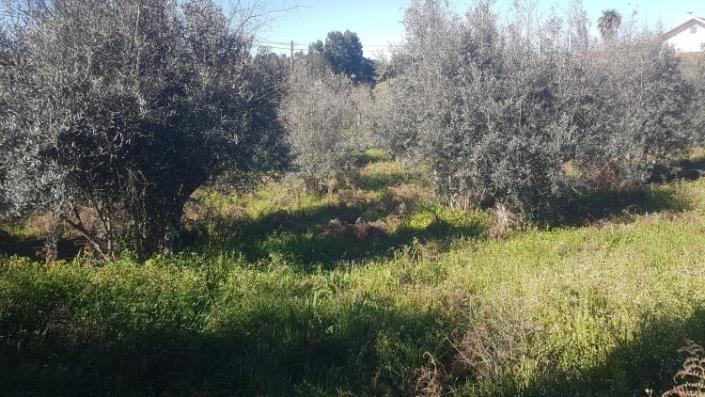 Image No.11-Terre à vendre à Pedrógão Grande