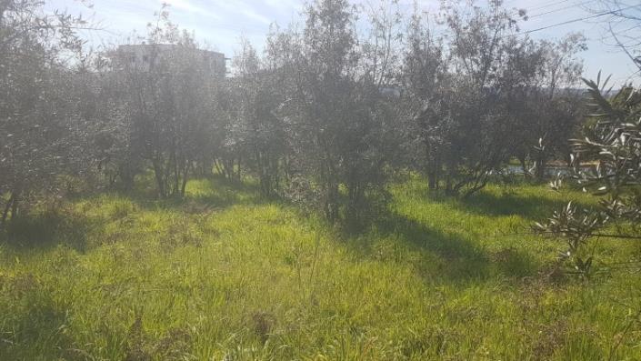 Image No.23-Terre à vendre à Pedrógão Grande