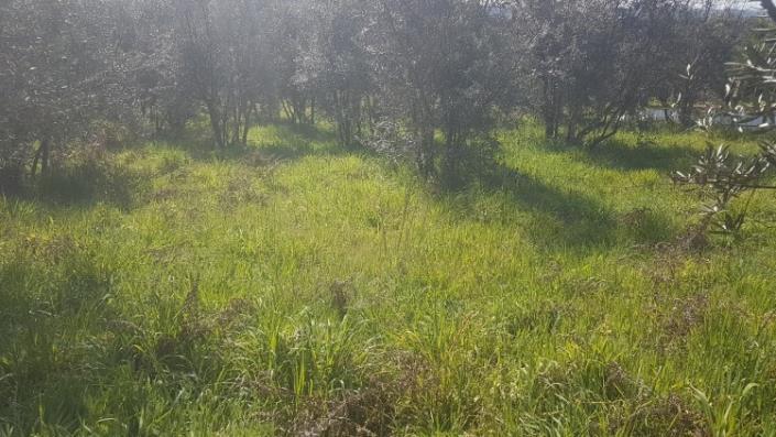 Image No.24-Terre à vendre à Pedrógão Grande