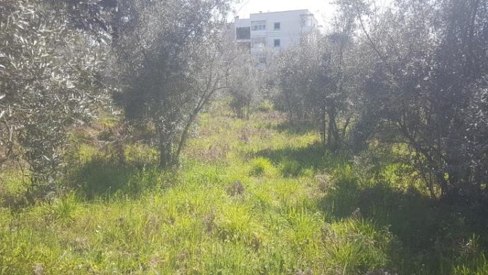 Image No.30-Terre à vendre à Pedrógão Grande