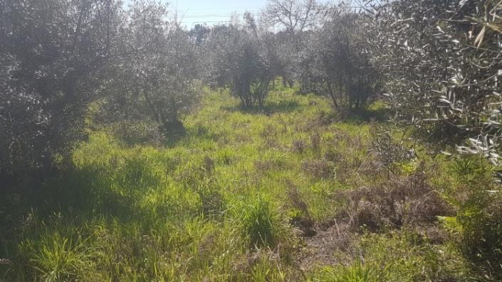 Image No.31-Terre à vendre à Pedrógão Grande