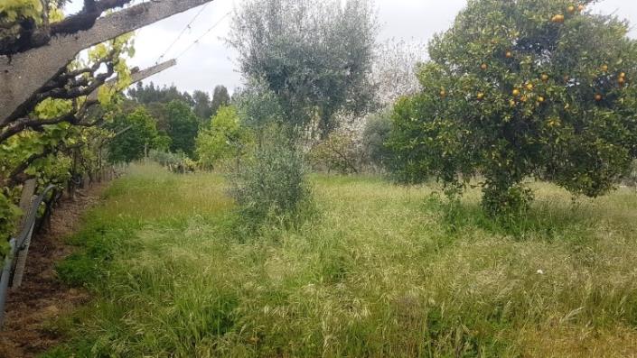 Image No.22-4 Bed Farmhouse for sale