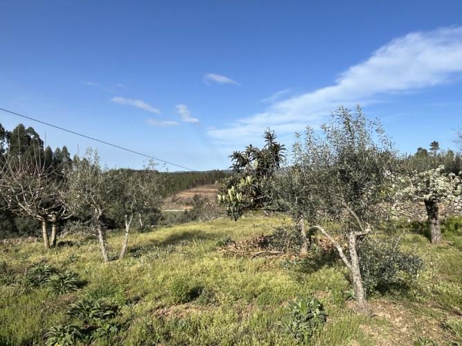 Image No.15-Maison de village à vendre à Pampilhosa da Serra