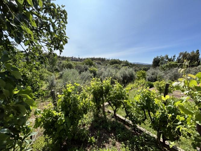 Image No.31-3 Bed Village House for sale